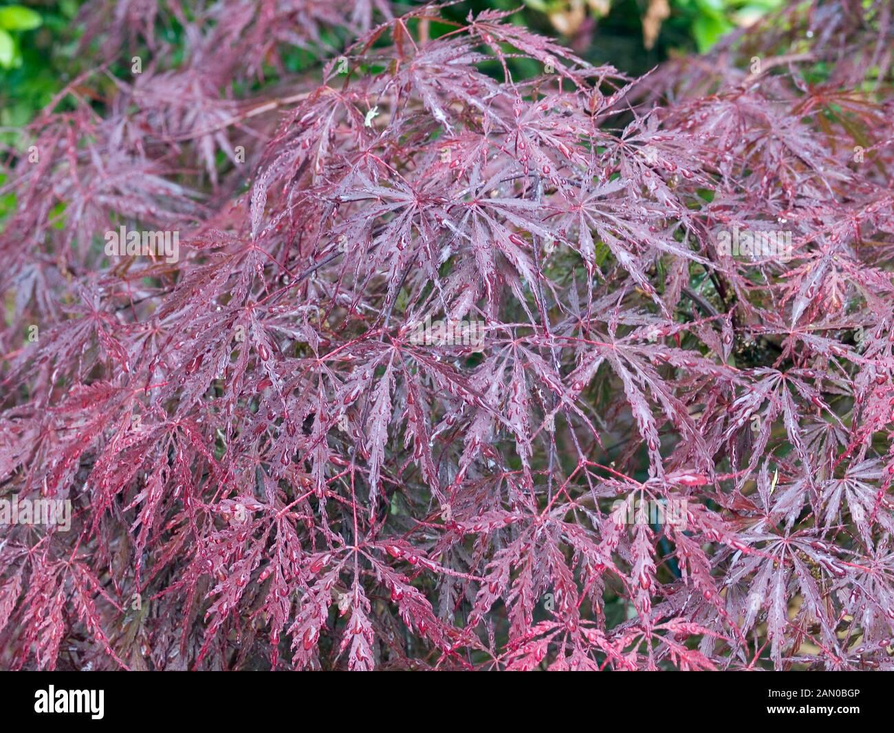 Acer Palmatum Dissectum Tamukeyama - View 2 from www redcrocus com