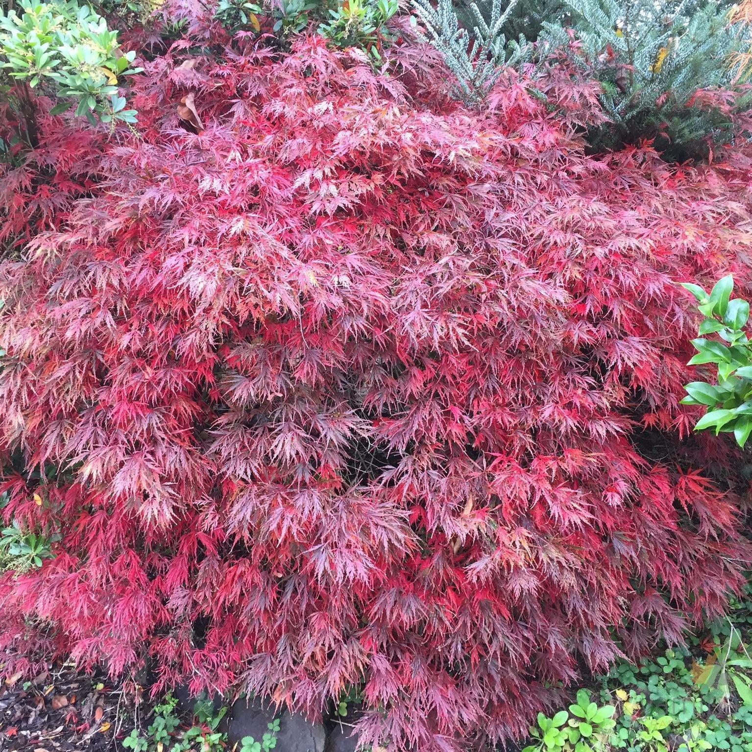 Acer Palmatum Dissectum Tamukeyama - View 5 from www redcrocus com