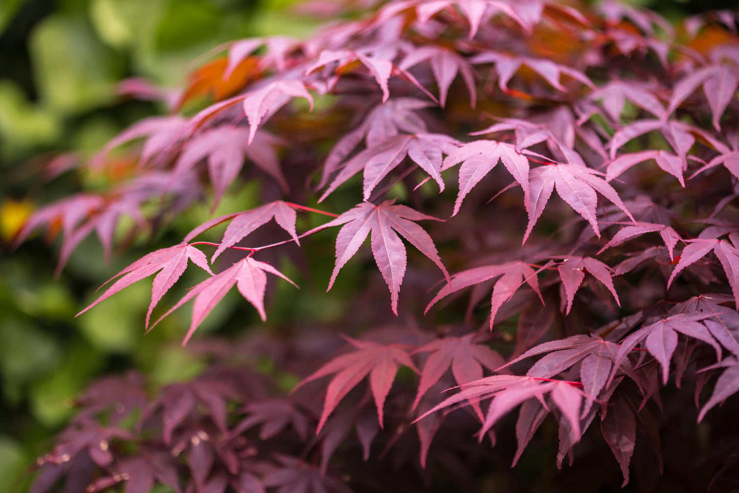 Acer Palmatum Bloodgood - View 11 from www redcrocus com