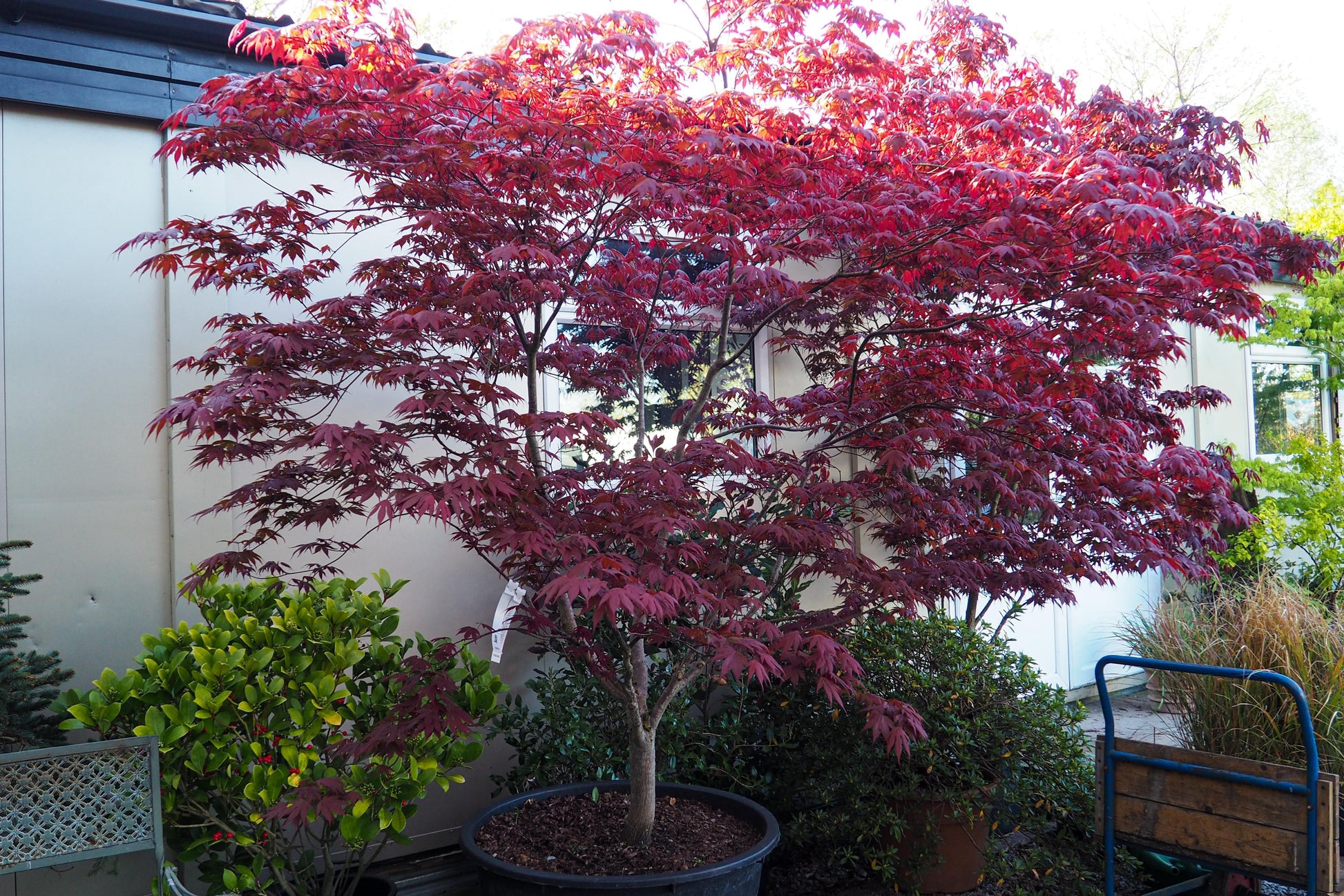 Acer Palmatum Bloodgood - View 14 from www redcrocus com