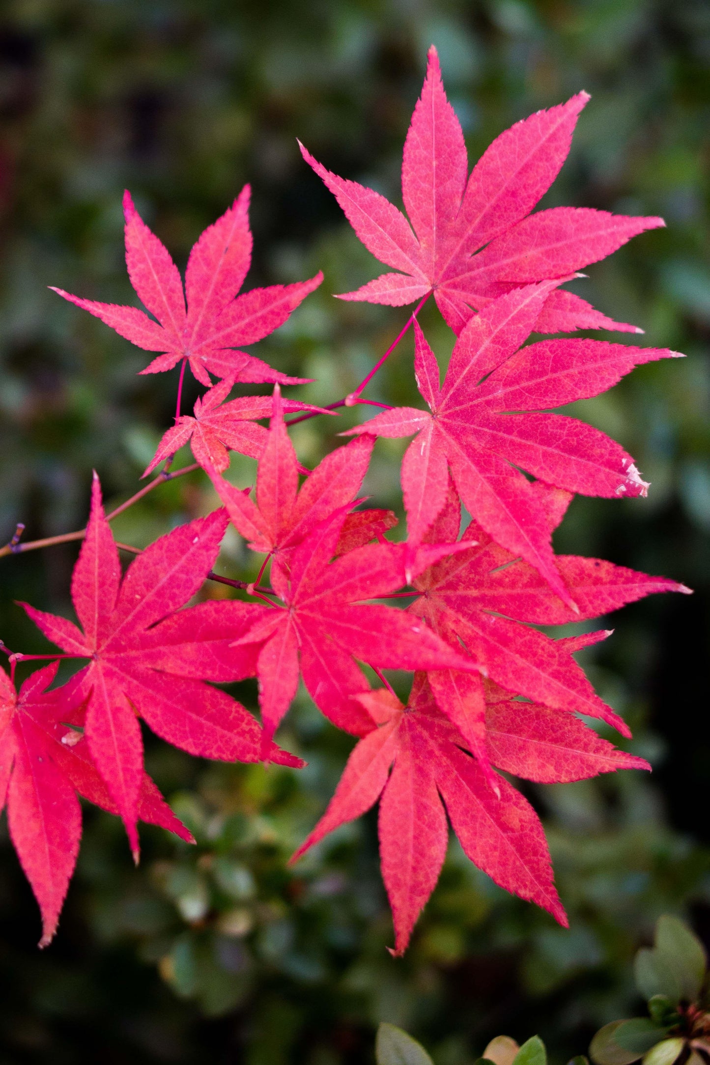 Acer Palmatum Bloodgood - View 15 from www redcrocus com
