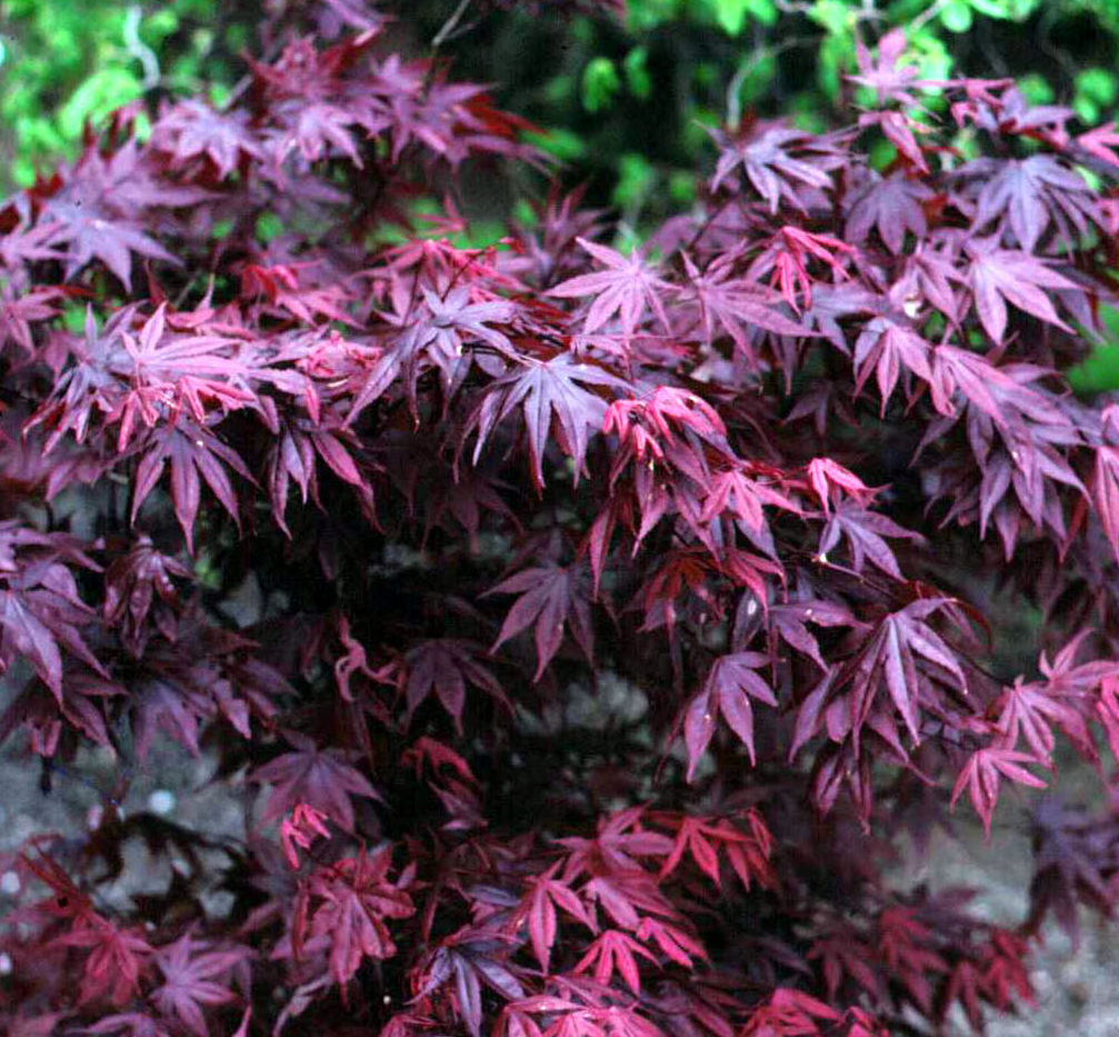 Acer Palmatum Bloodgood - View 17 from www redcrocus com