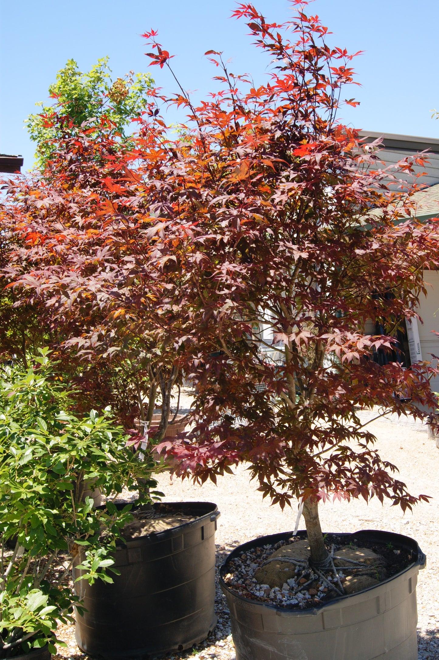 Acer Palmatum Bloodgood - View 18 from www redcrocus com