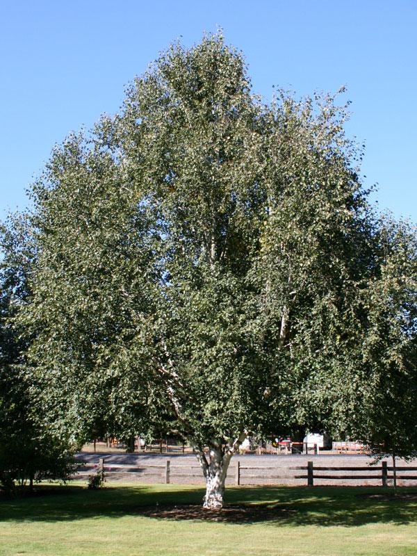 Betula Jacquemontii Single Stem - View 11 from www redcrocus com