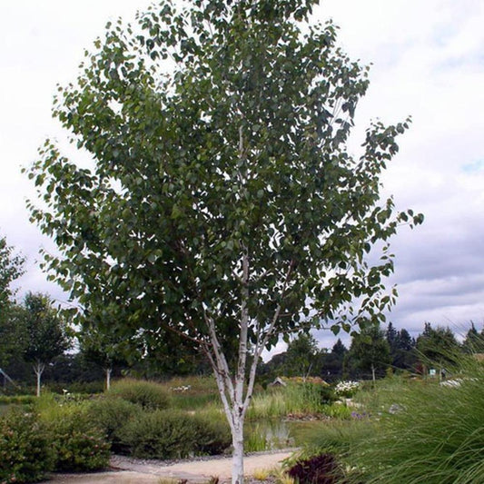 Betula Jacquemontii Single Stem - View 1 from www redcrocus com