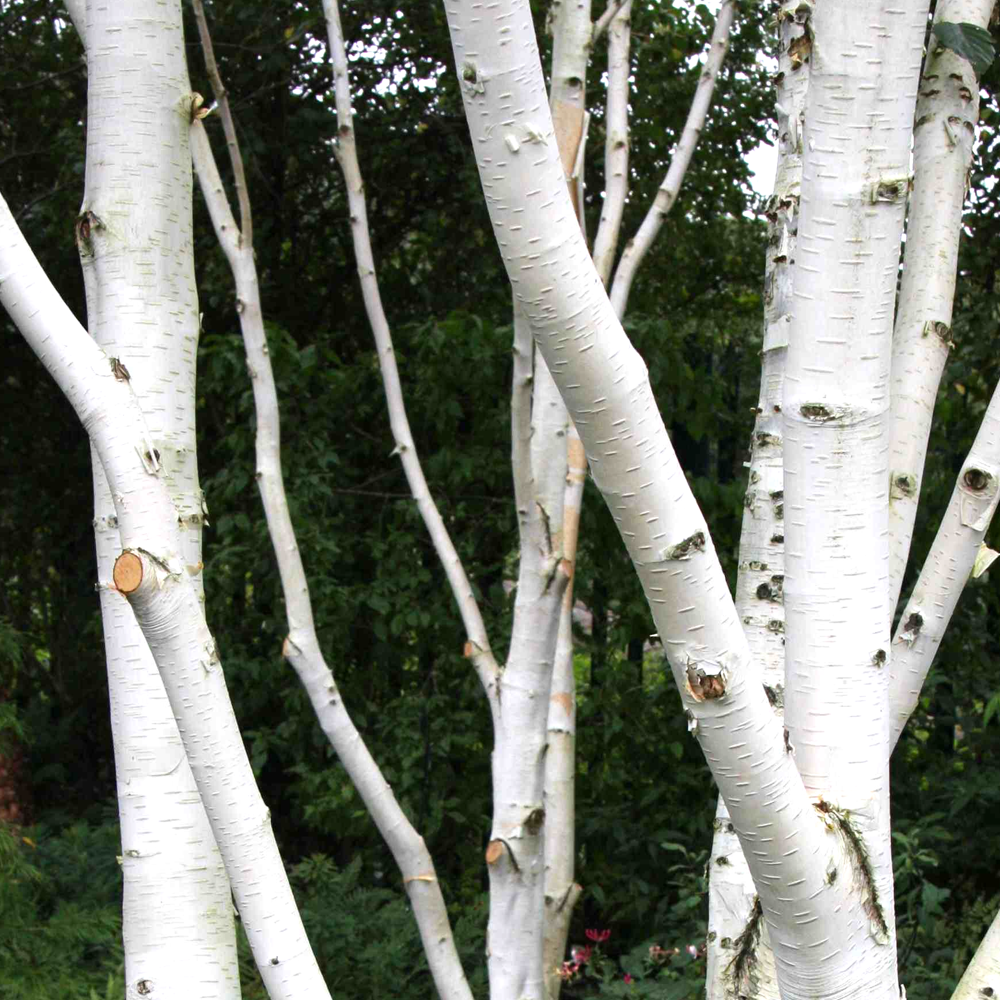 Betula Jacquemontii Single Stem - View 3 from www redcrocus com