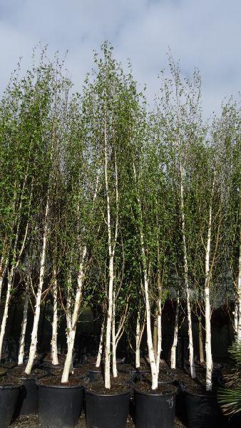 Betula Jacquemontii Single Stem - View 6 from www redcrocus com