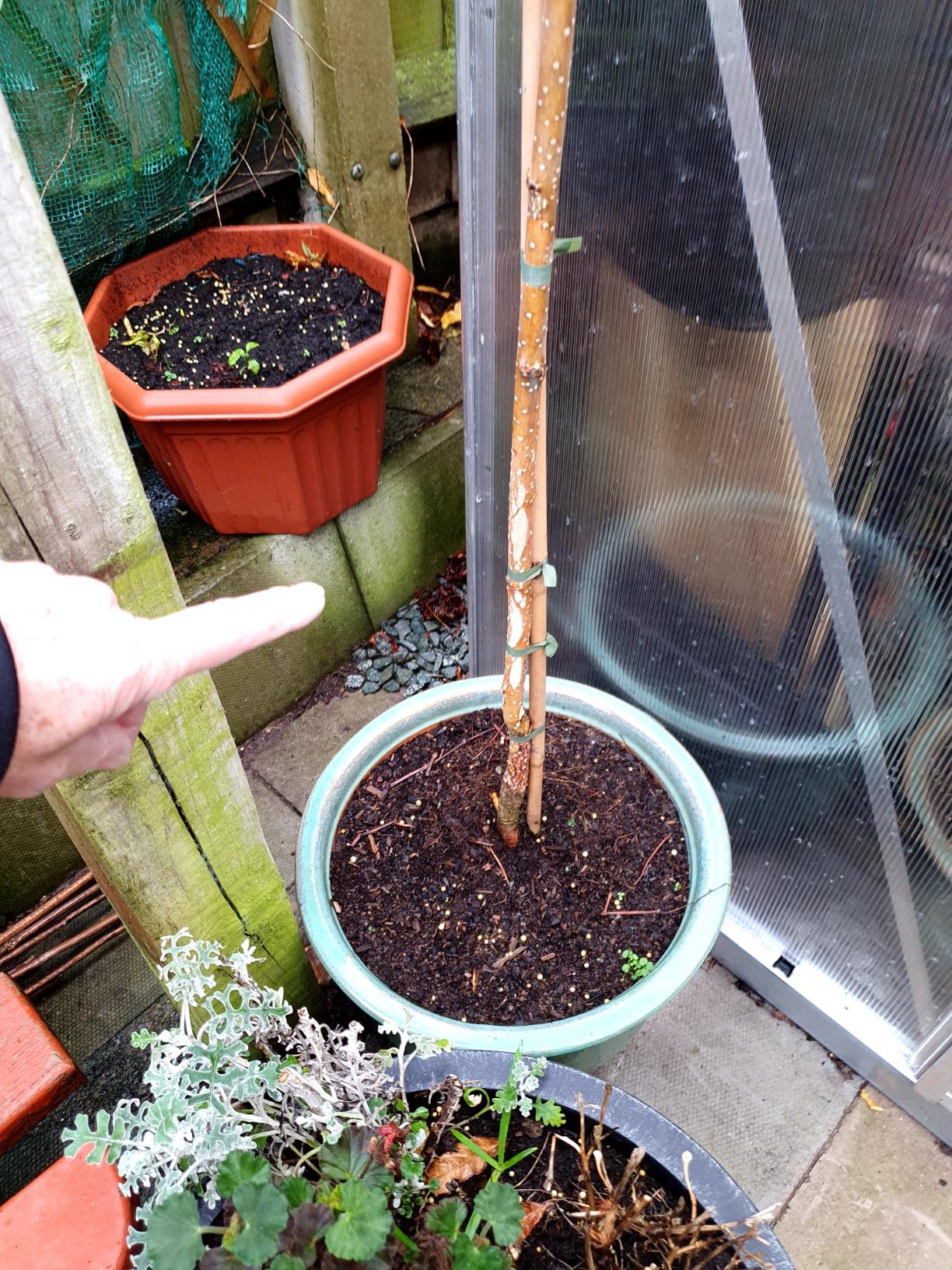 Betula Jacquemontii Single Stem - View 8 from www redcrocus com