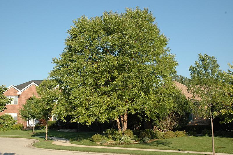 Betula Nigra Heritage Single Stem - View 18 from www redcrocus com