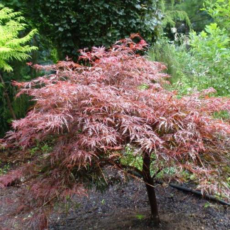 Acer Palmatum Dissectum Tamukeyama - View 14 from www redcrocus com