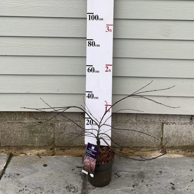 Acer Palmatum Dissectum Tamukeyama - View 15 from www redcrocus com