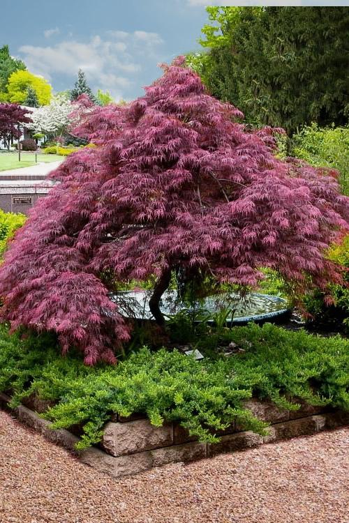 Acer Palmatum Dissectum Tamukeyama - View 7 from www redcrocus com