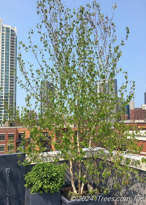 Betula Populifolia 'whitespire' Single Stem - View 12 from www redcrocus com