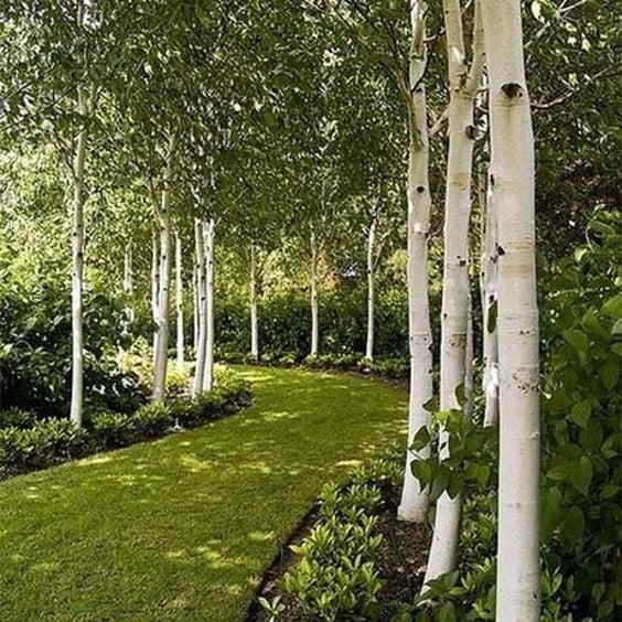 Betula Populifolia 'whitespire' Single Stem - View 14 from www redcrocus com