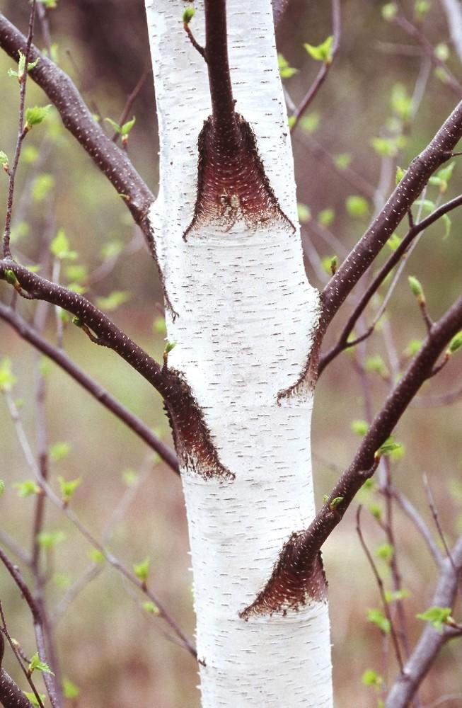 Betula Populifolia 'whitespire' Single Stem - View 18 from www redcrocus com