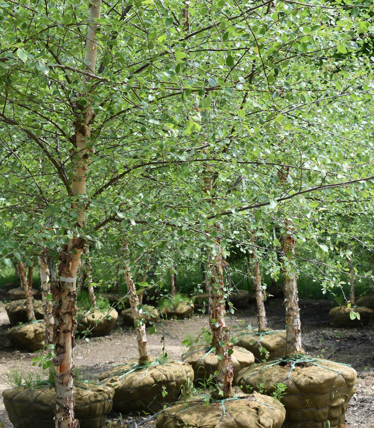 Betula Populifolia 'whitespire' Single Stem - View 19 from www redcrocus com