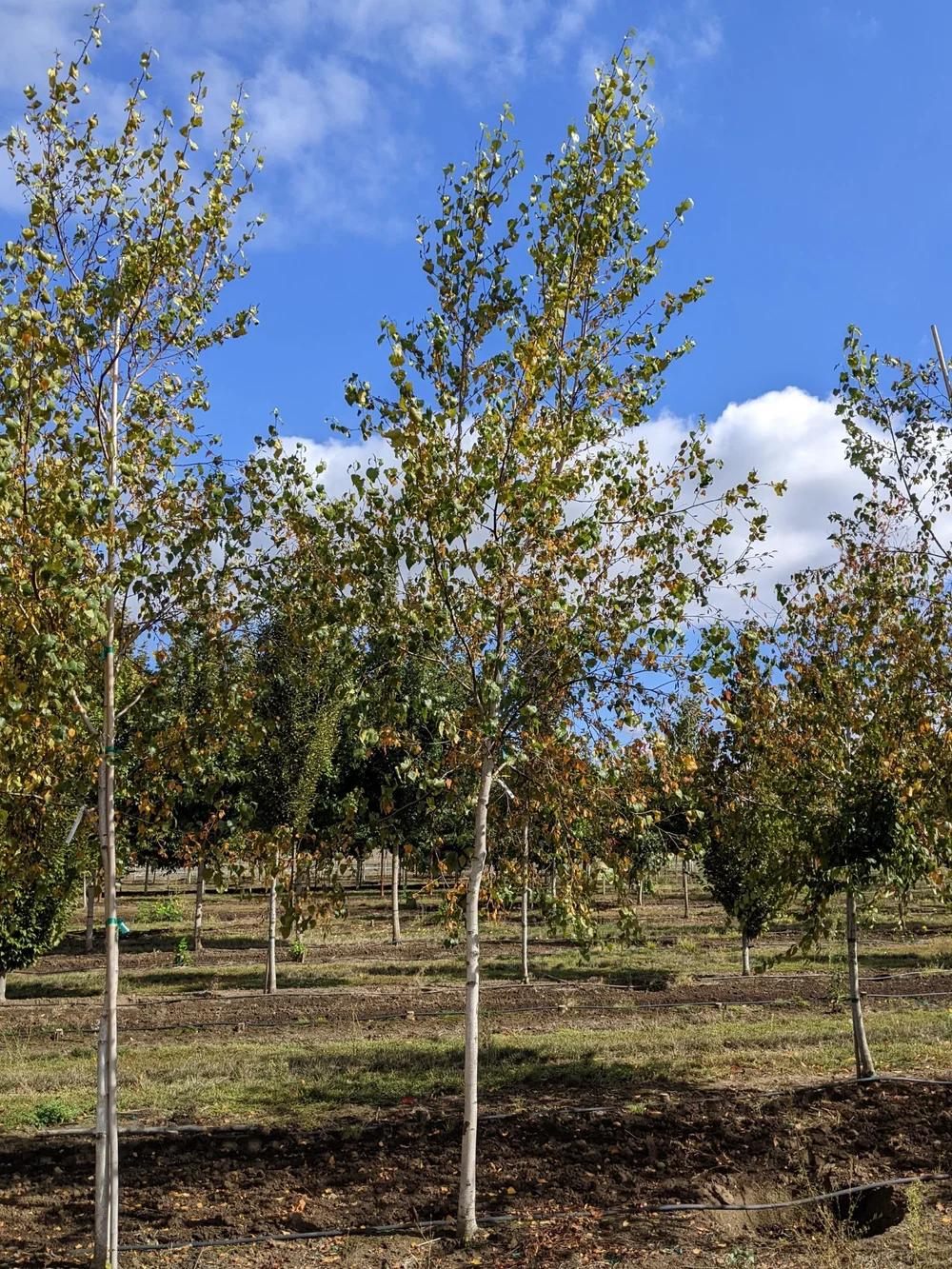 Betula Populifolia 'whitespire' Single Stem - View 1 from www redcrocus com