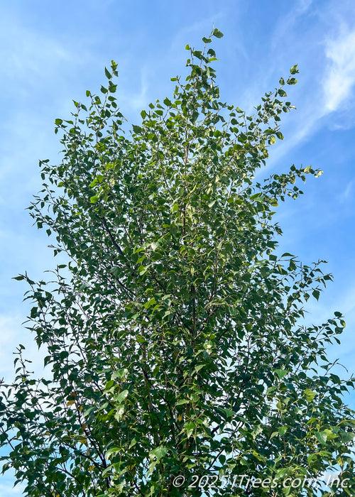 Betula Populifolia 'whitespire' Single Stem - View 20 from www redcrocus com