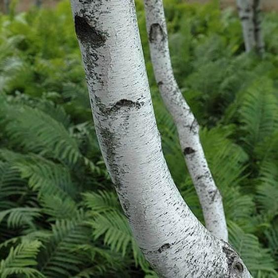 Betula Populifolia 'whitespire' Single Stem - View 21 from www redcrocus com
