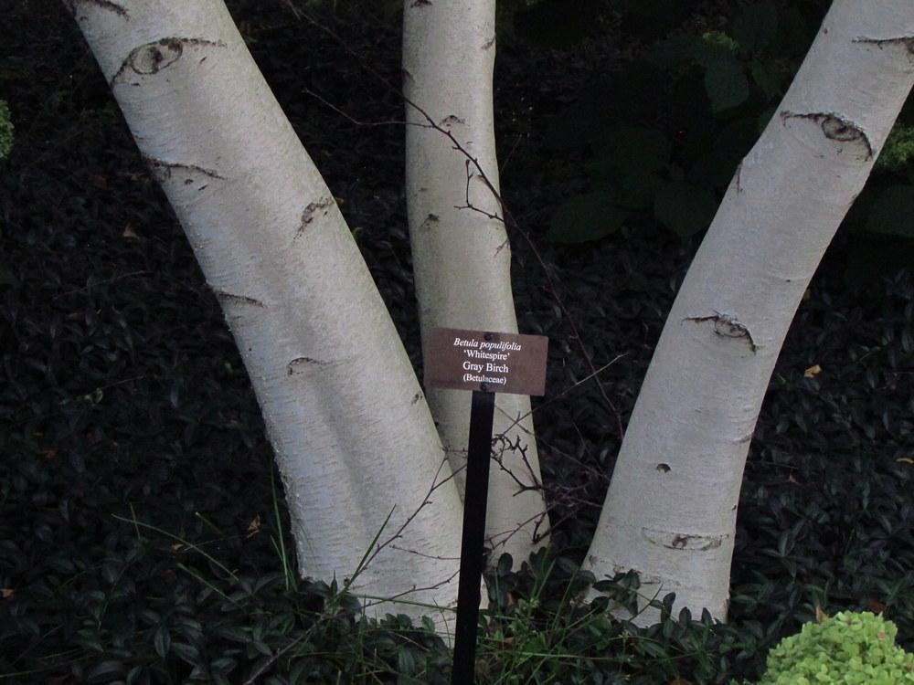 Betula Populifolia 'whitespire' Single Stem - View 23 from www redcrocus com