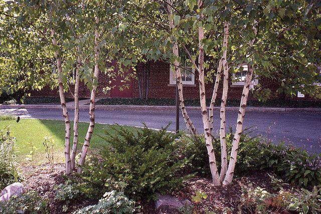 Betula Populifolia 'whitespire' Single Stem - View 25 from www redcrocus com