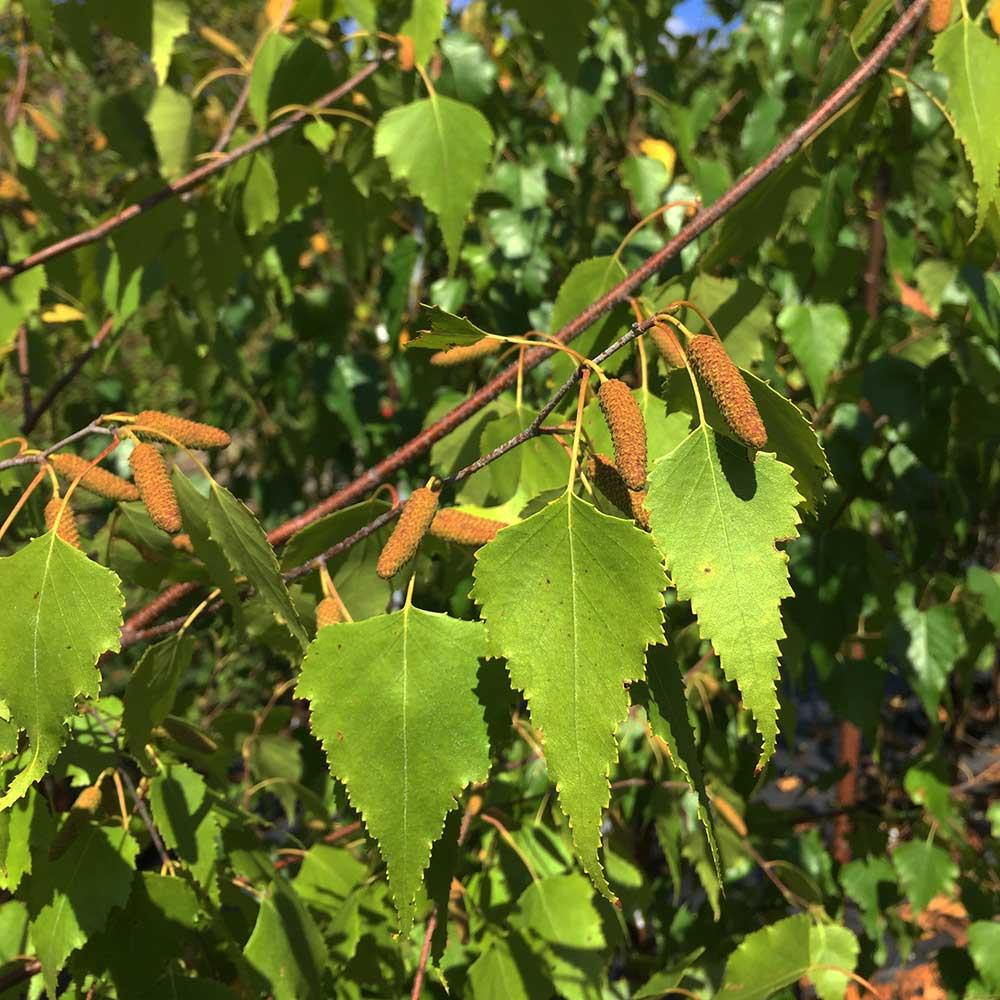 Betula Populifolia 'whitespire' Single Stem - View 27 from www redcrocus com
