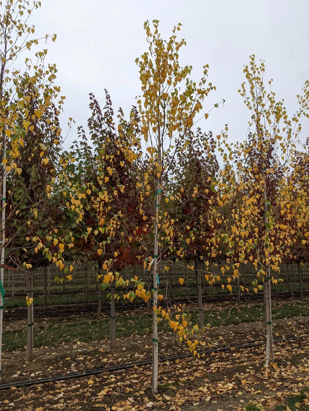 Betula Populifolia 'whitespire' Single Stem - View 28 from www redcrocus com