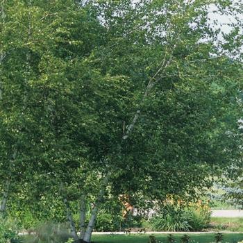 Betula Populifolia 'whitespire' Single Stem - View 29 from www redcrocus com