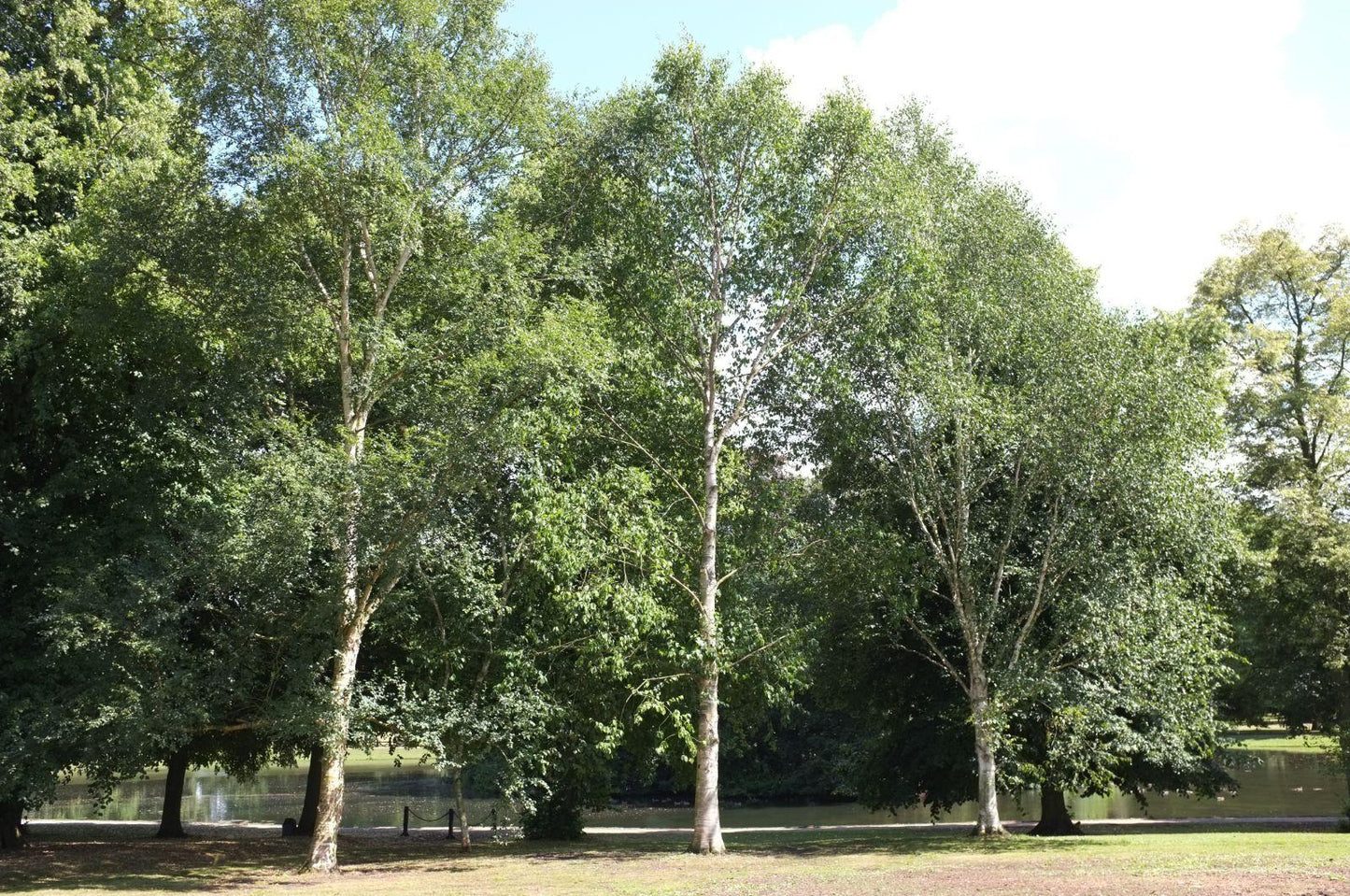 Betula Populifolia 'whitespire' Single Stem - View 30 from www redcrocus com