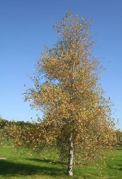 Betula Populifolia 'whitespire' Single Stem - View 31 from www redcrocus com