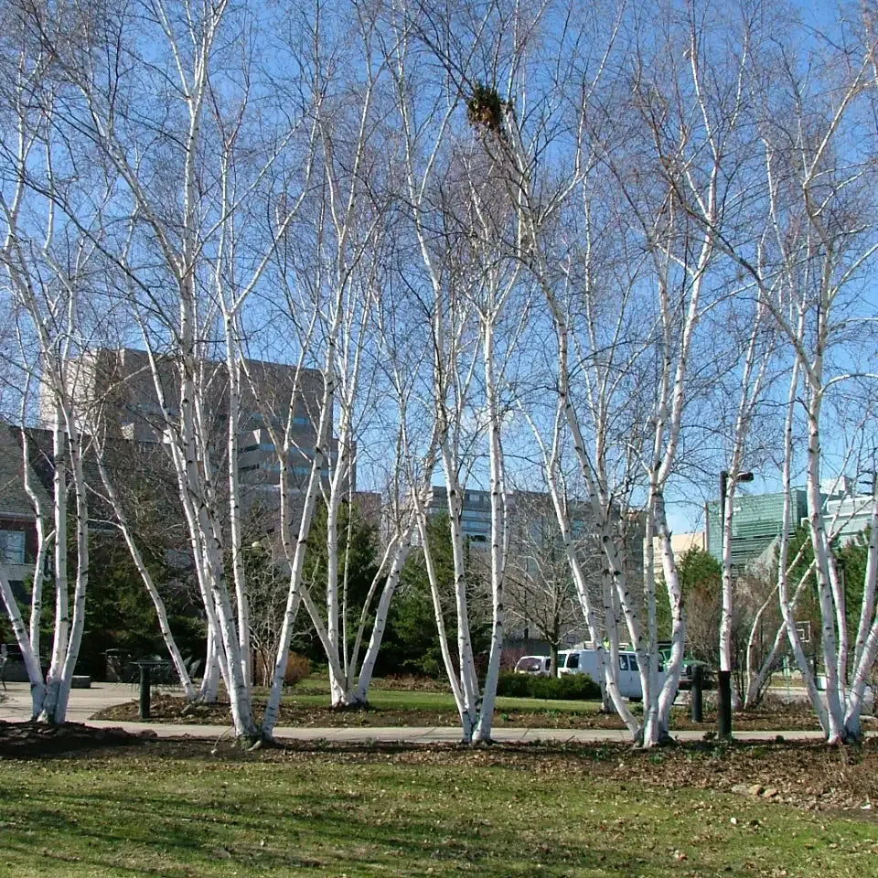 Betula Populifolia 'whitespire' Single Stem - View 34 from www redcrocus com