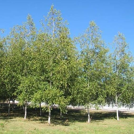 Betula Populifolia 'whitespire' Single Stem - View 35 from www redcrocus com