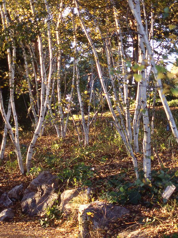 Betula Populifolia 'whitespire' Single Stem - View 6 from www redcrocus com