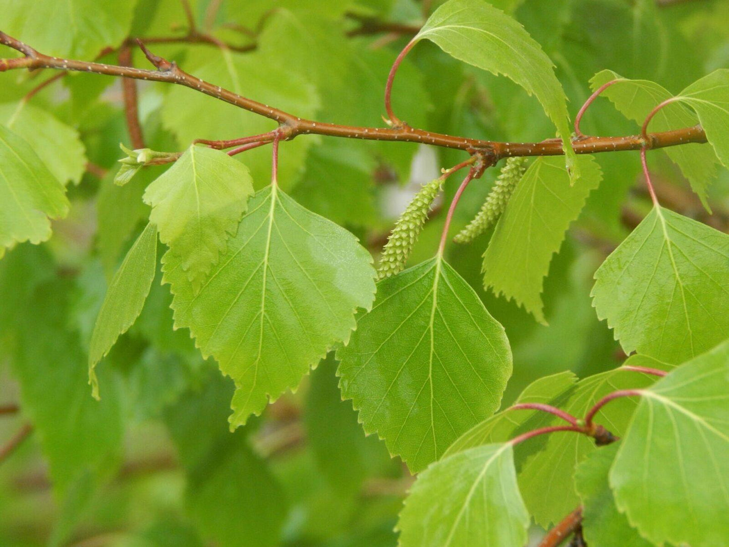 Betula Populifolia 'whitespire' Single Stem - View 7 from www redcrocus com