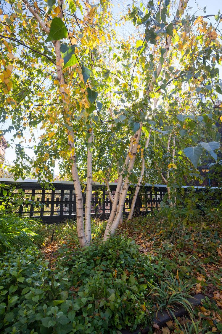 Betula Populifolia 'whitespire' Single Stem - View 8 from www redcrocus com