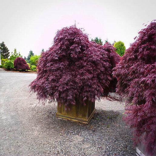 Acer Palmatum Dissectum 'inabe Shidare' - View 13 from www redcrocus com