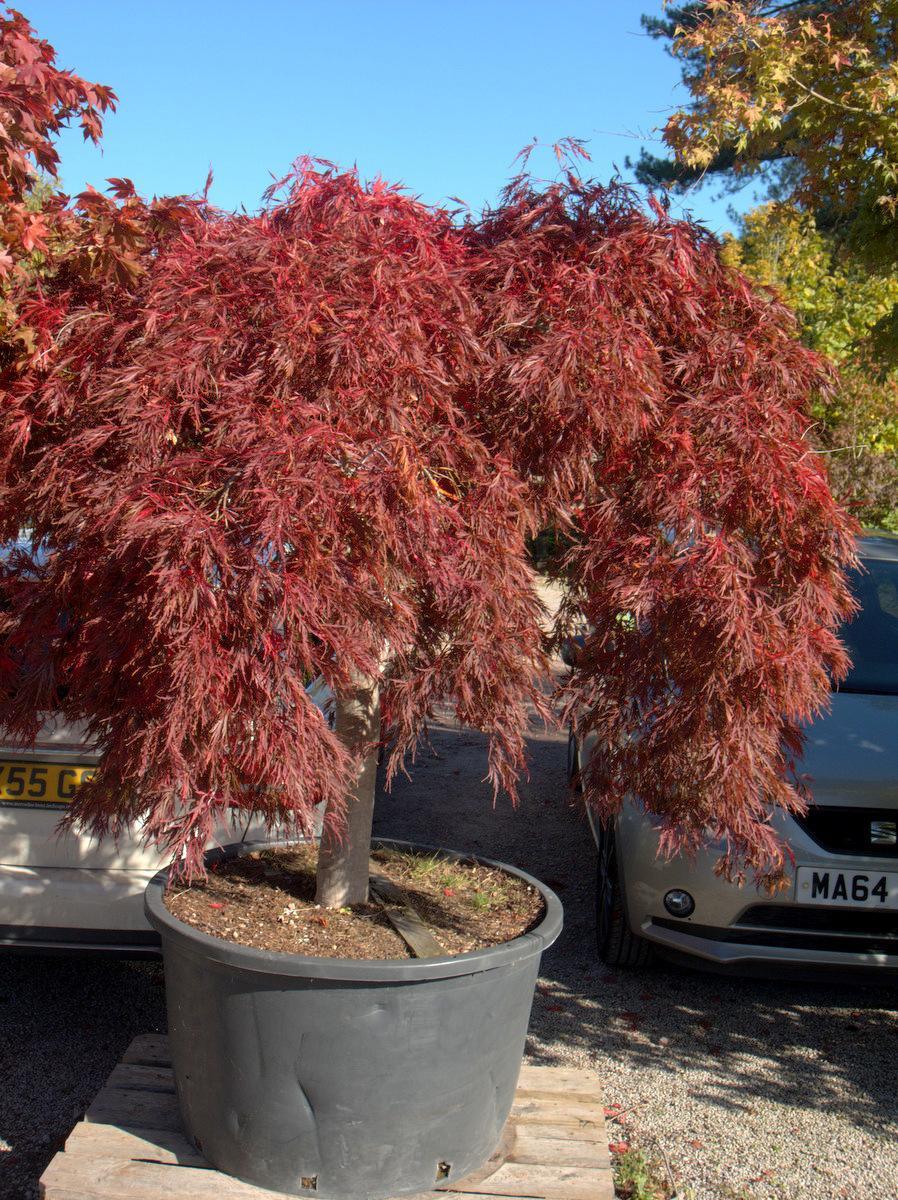 Acer Palmatum Dissectum 'inabe Shidare' - View 14 from www redcrocus com