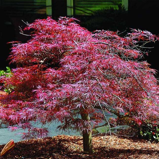 Acer Palmatum Dissectum 'inabe Shidare' - View 15 from www redcrocus com