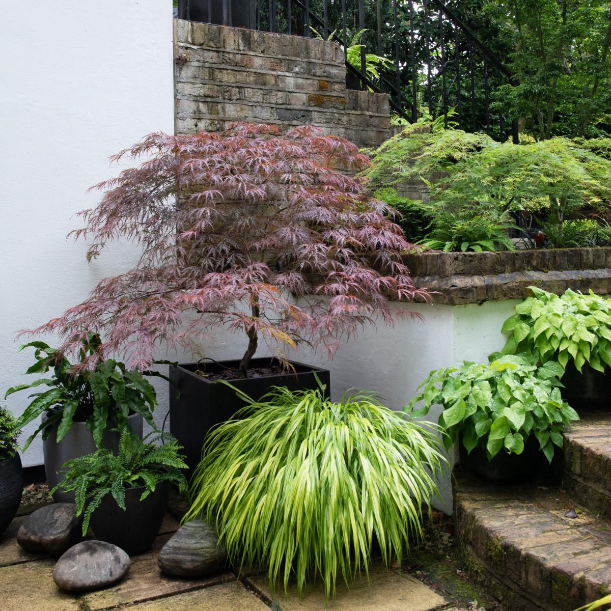 Acer Palmatum Dissectum 'inabe Shidare' - View 17 from www redcrocus com