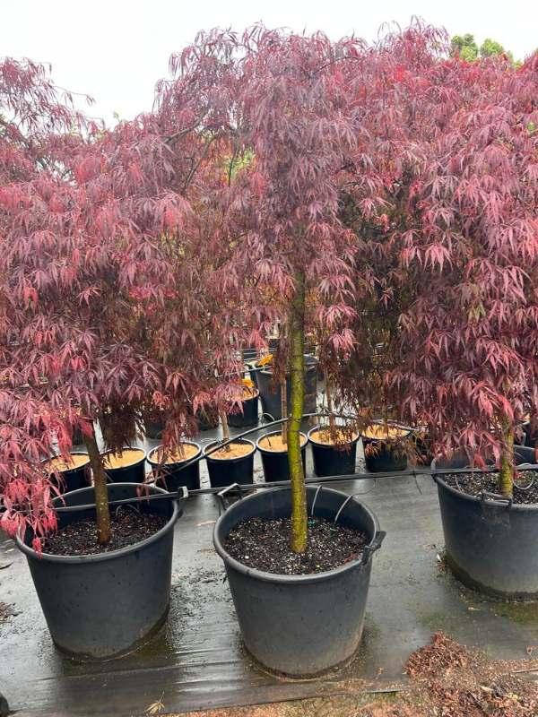 Acer Palmatum Dissectum 'inabe Shidare' - View 18 from www redcrocus com