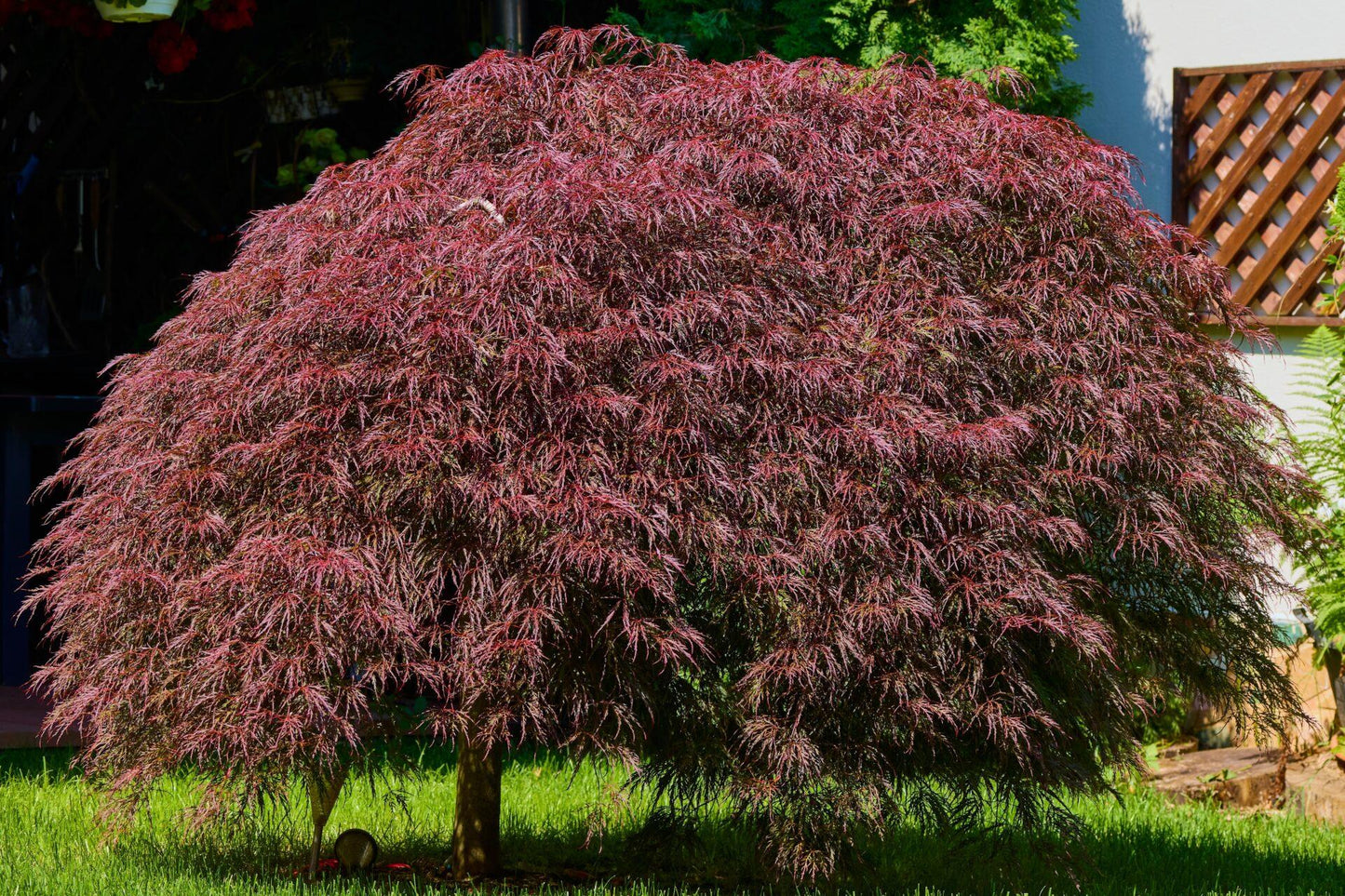 Acer Palmatum Dissectum 'inabe Shidare' - View 19 from www redcrocus com