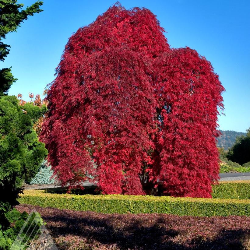 Acer Palmatum Dissectum 'inabe Shidare' - View 1 from www redcrocus com
