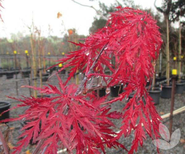 Acer Palmatum Dissectum 'inabe Shidare' - View 20 from www redcrocus com