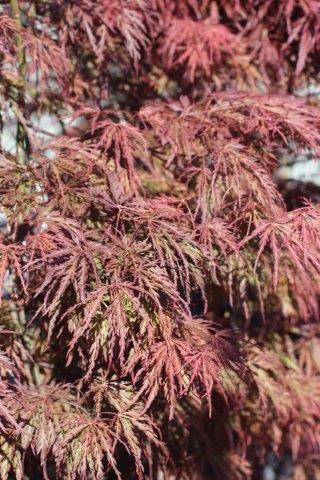 Acer Palmatum Dissectum 'inabe Shidare' - View 22 from www redcrocus com