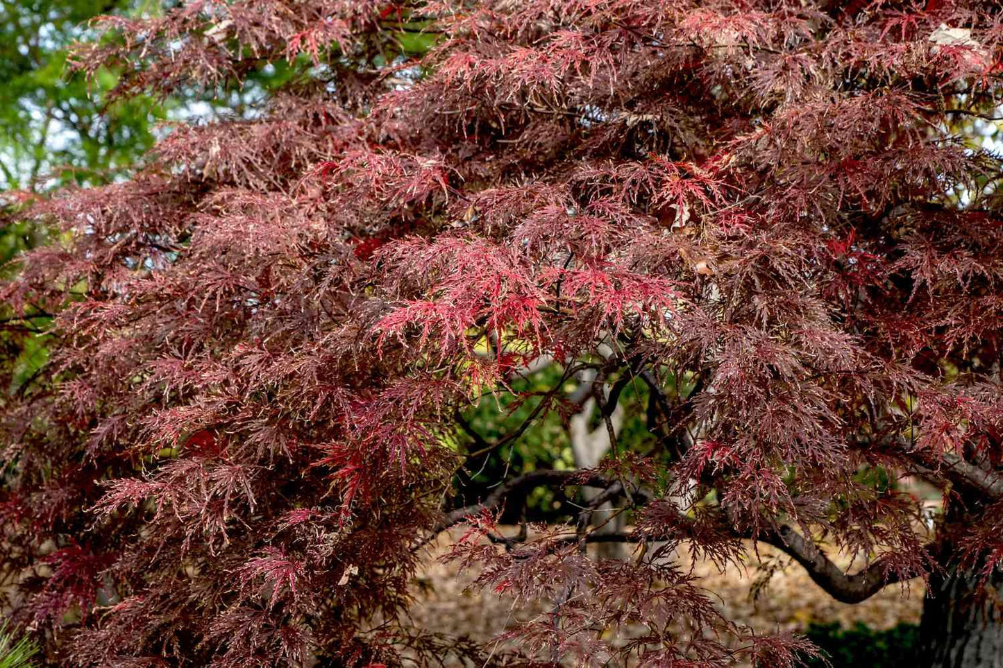 Acer Palmatum Dissectum 'inabe Shidare' - View 24 from www redcrocus com