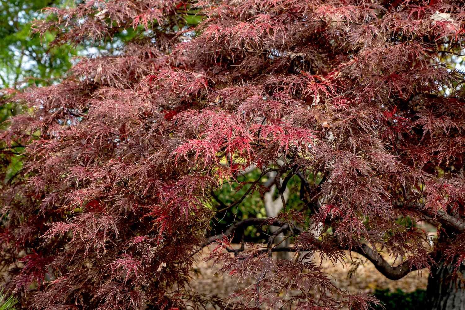 Acer Palmatum Dissectum 'inabe Shidare' - View 24 from www redcrocus com