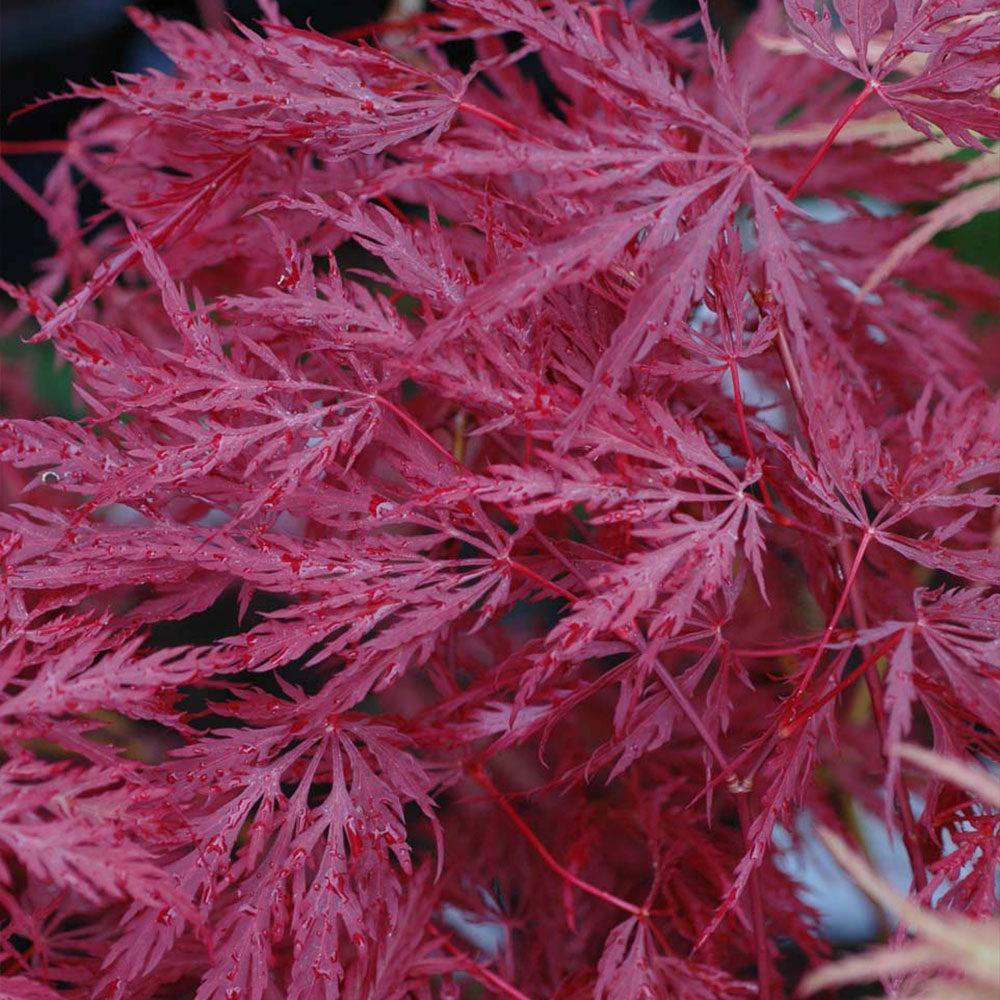 Acer Palmatum Dissectum 'inabe Shidare' - View 26 from www redcrocus com