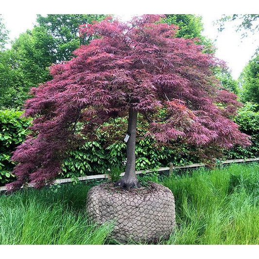 Acer Palmatum Dissectum 'inabe Shidare' - View 27 from www redcrocus com