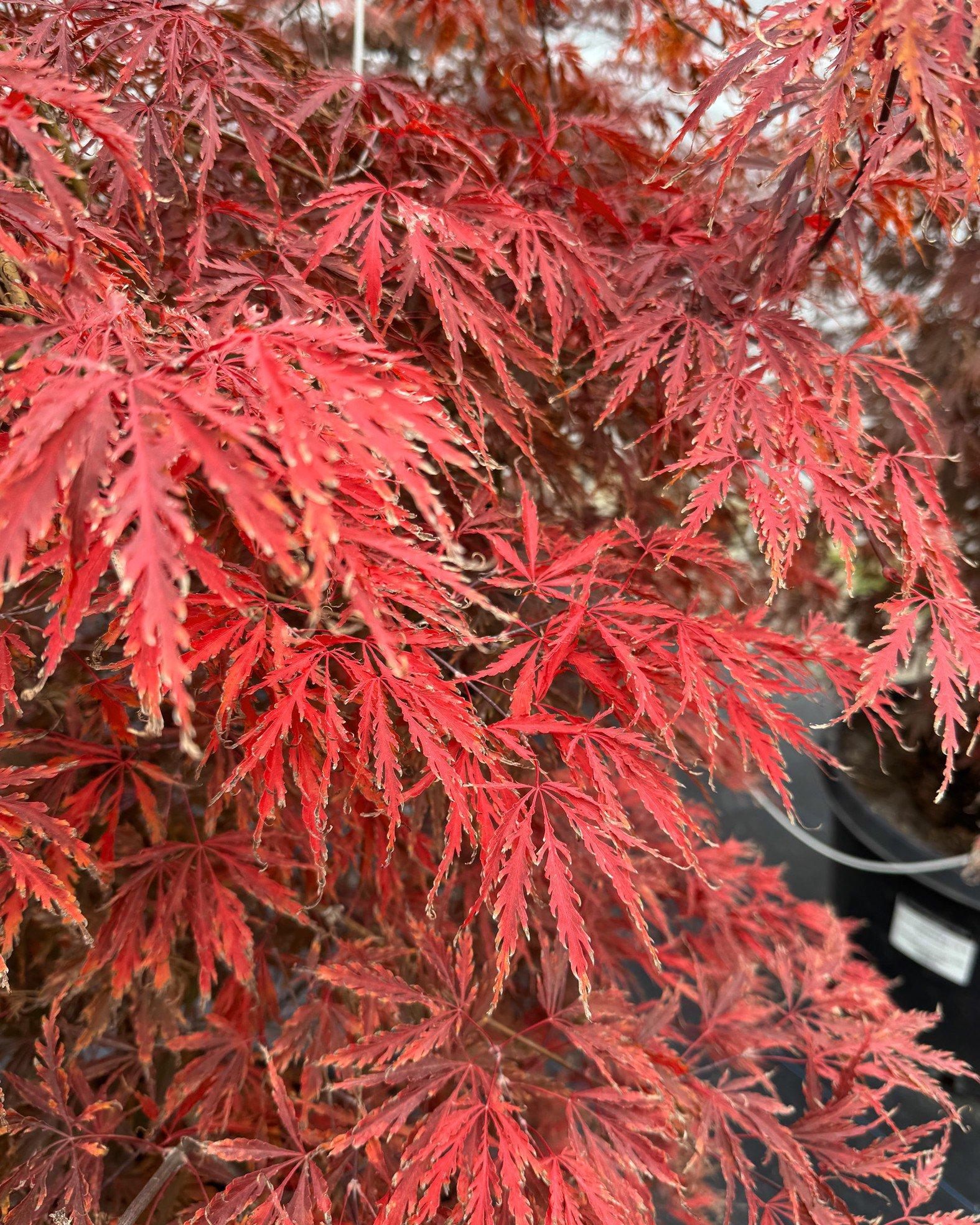 Acer Palmatum Dissectum 'inabe Shidare' - View 28 from www redcrocus com