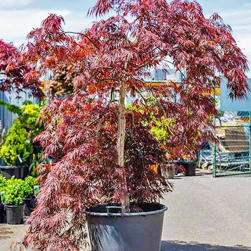 Acer Palmatum Dissectum 'inabe Shidare' - View 29 from www redcrocus com